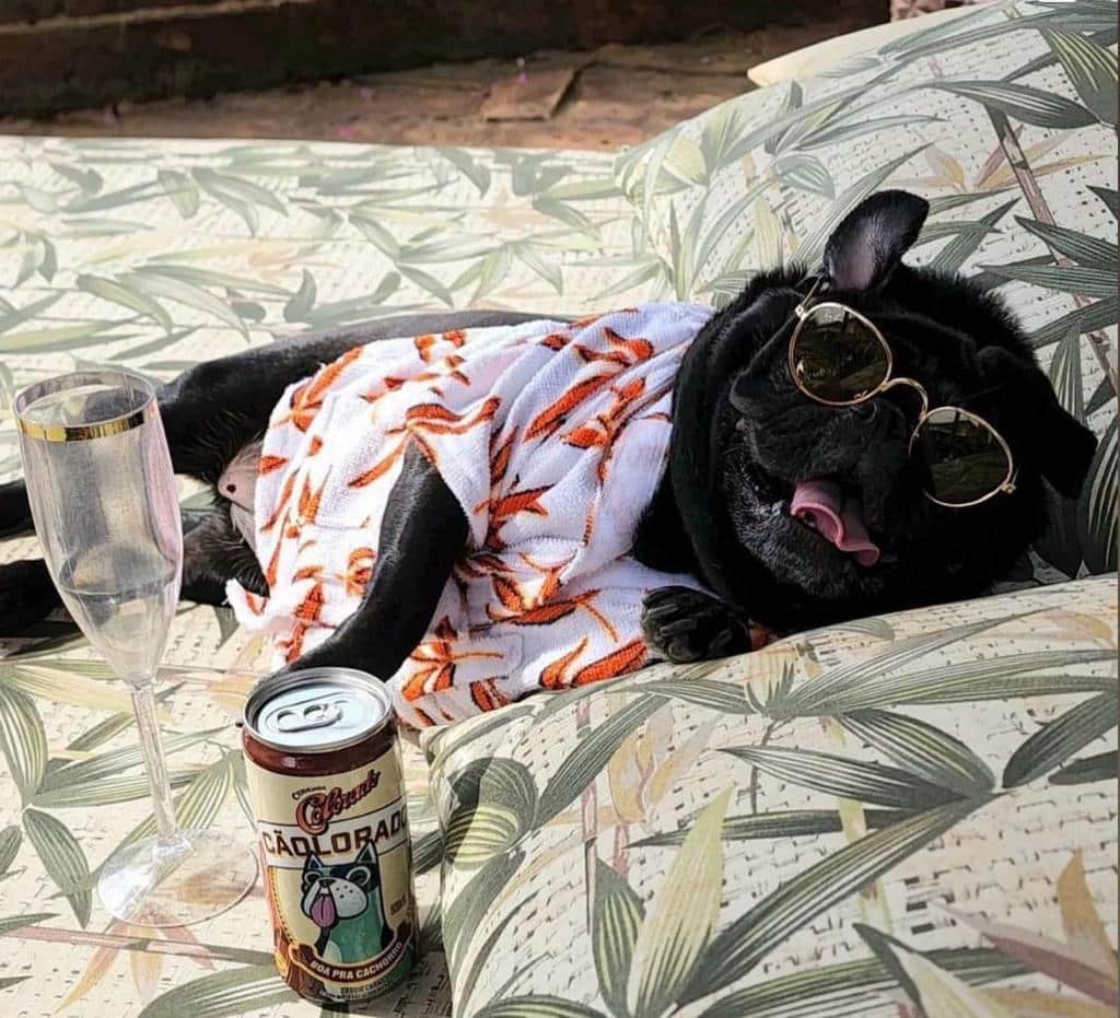Destino Pet Friendly em Socorro é destaque no Salão do Turismo 1 Turismo de Socorro | destino pet friendly em socorro e destaque no salao do turismo 791fe9fe 14e7 4e72 947e 1f0a6990e7b8